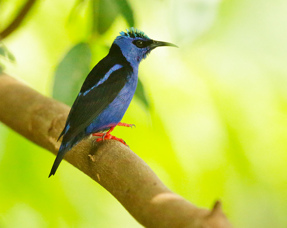 Red-legged Honeycreeper