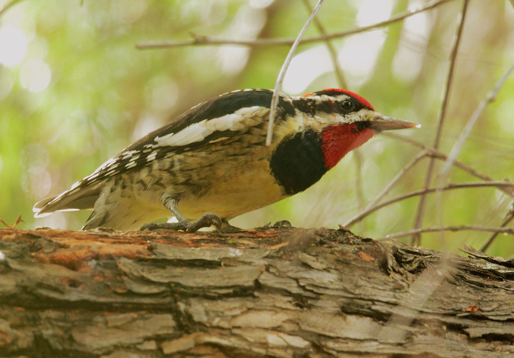 Red-naped Sapsucker