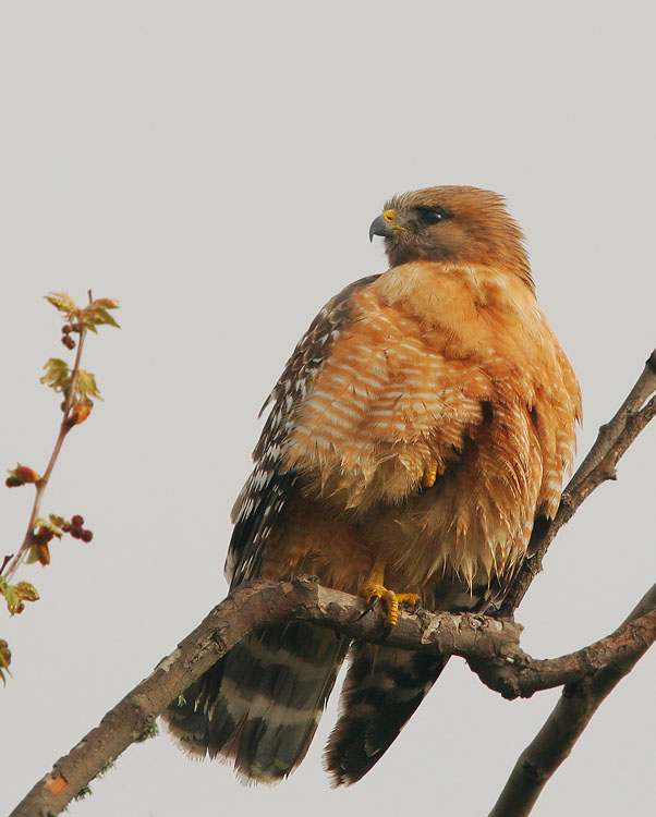 Red-shouldered Hawk