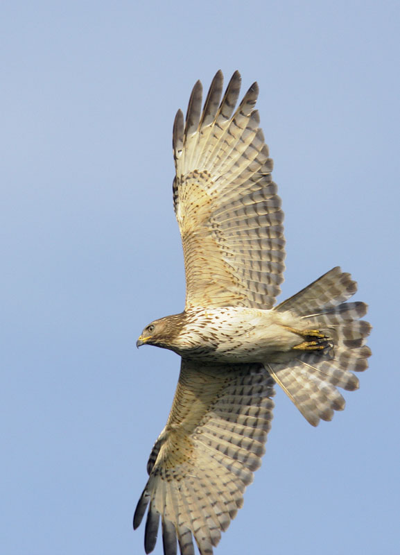 Red-shouldered Hawk