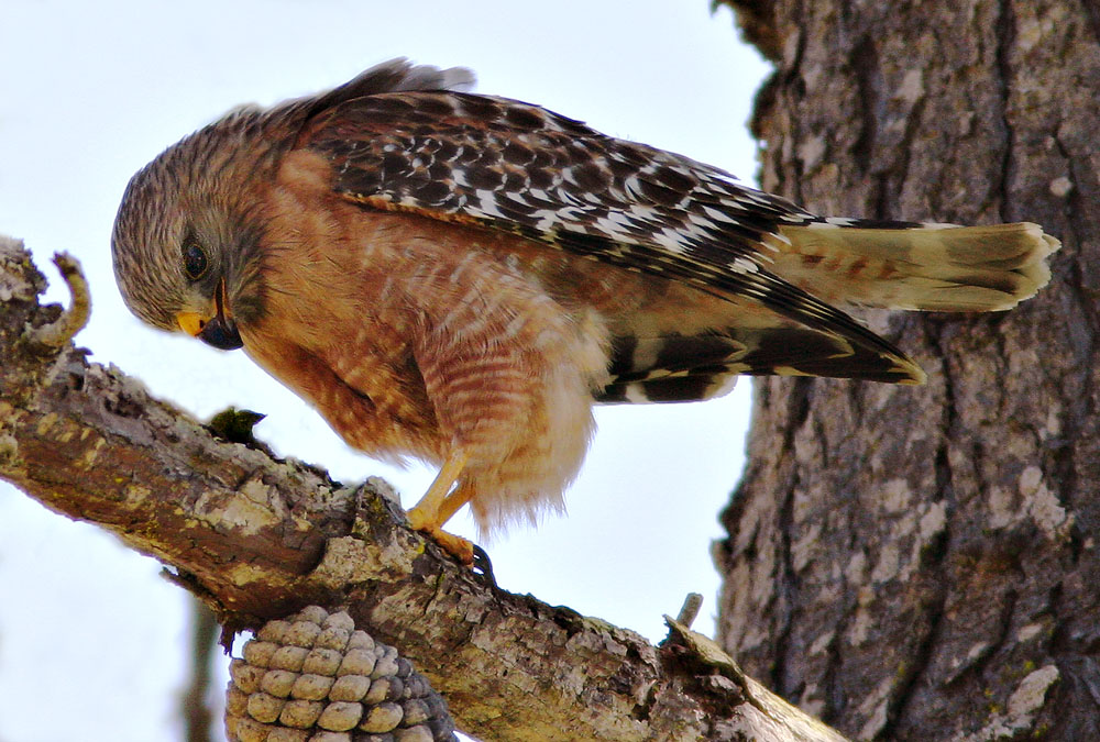 Red-shouldered Hawk