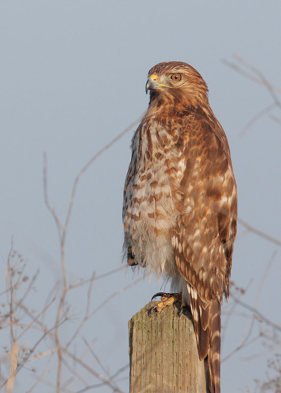 Red-shouldered Hawk