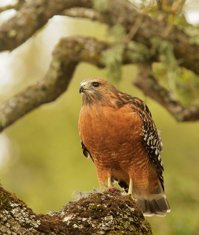 Red-shouldered Hawk