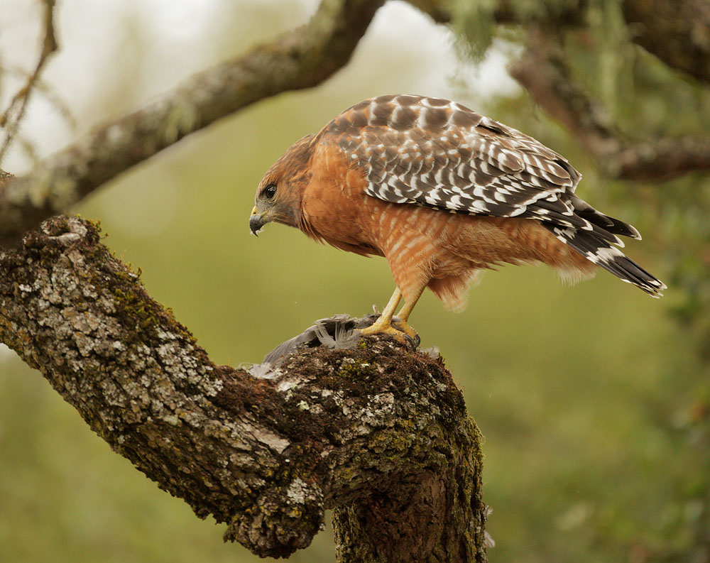 Red-shouldered Hawk