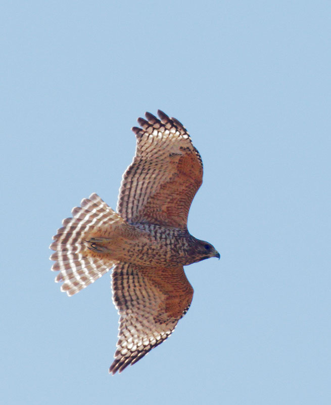 Red-shouldered Hawk