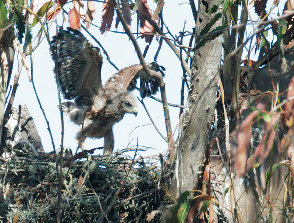 Red-shouldered Hawk