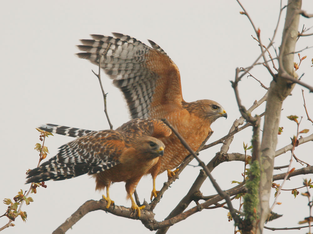 Red-shouldered Hawks