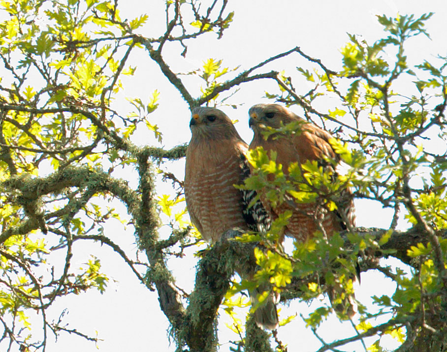 Red-shouldered Hawks