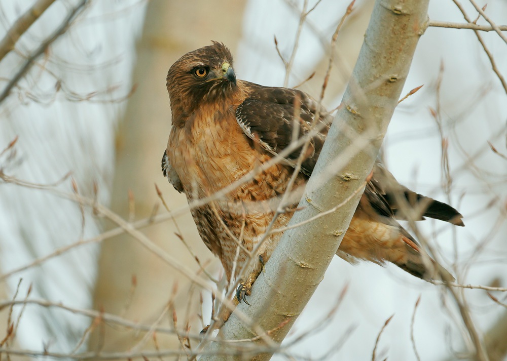 Red-tailed Hawk