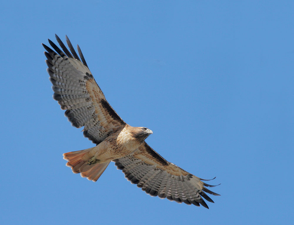 Red-tailed Hawk