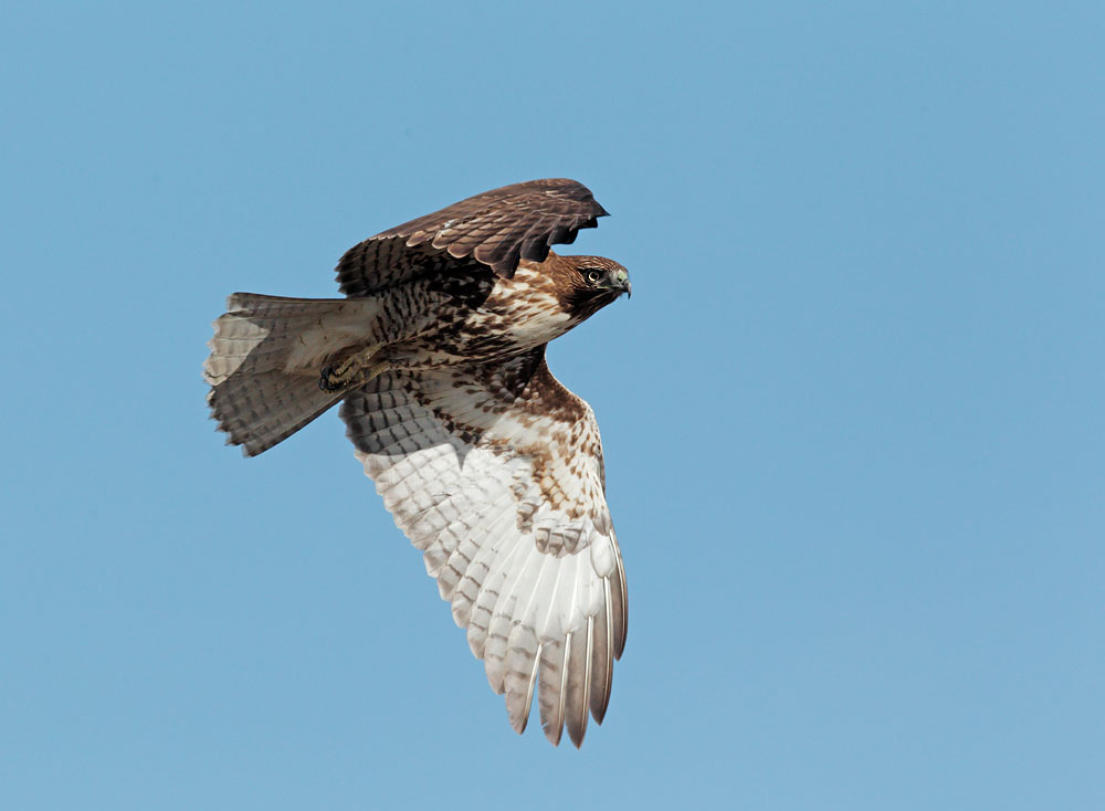 Red-tailed Hawk