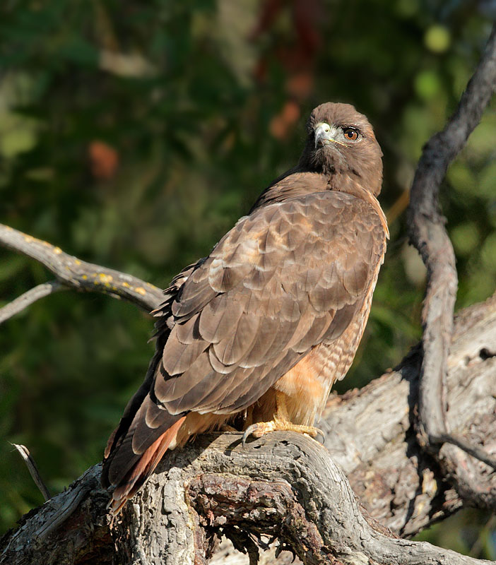 Red-tailed Hawk