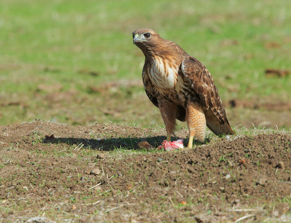 Red-tailed Hawk