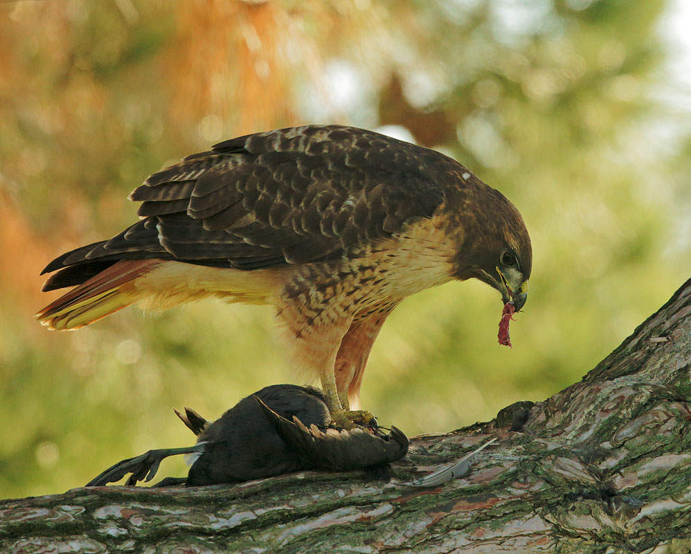 Red-tailed Hawk