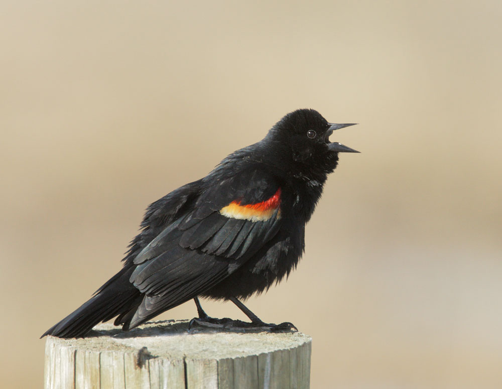 Red-winged Blackbird