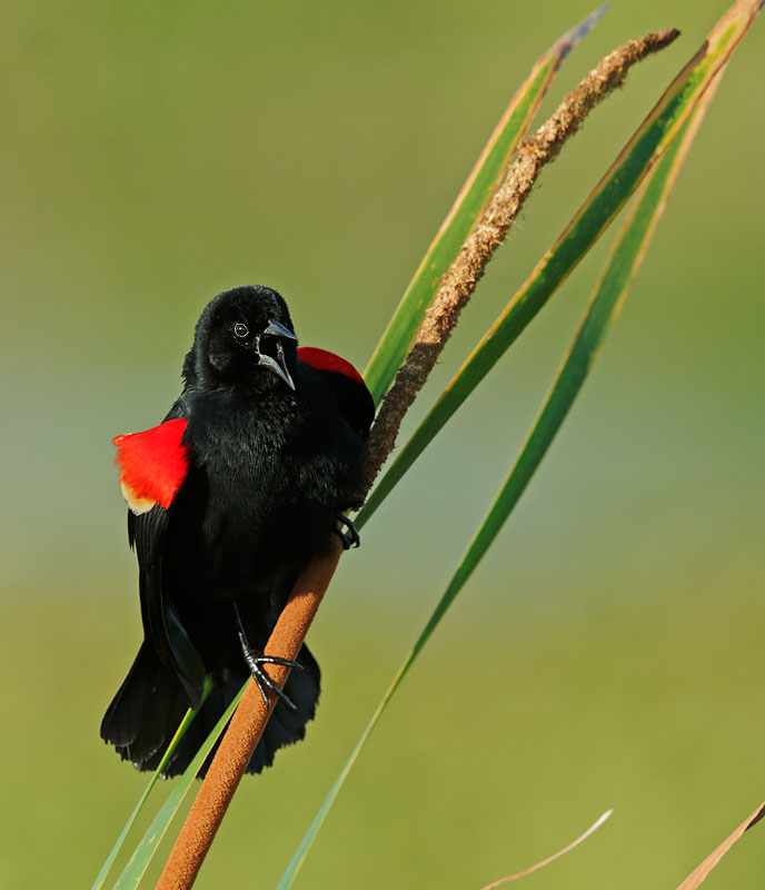 Red-winged Blackbird