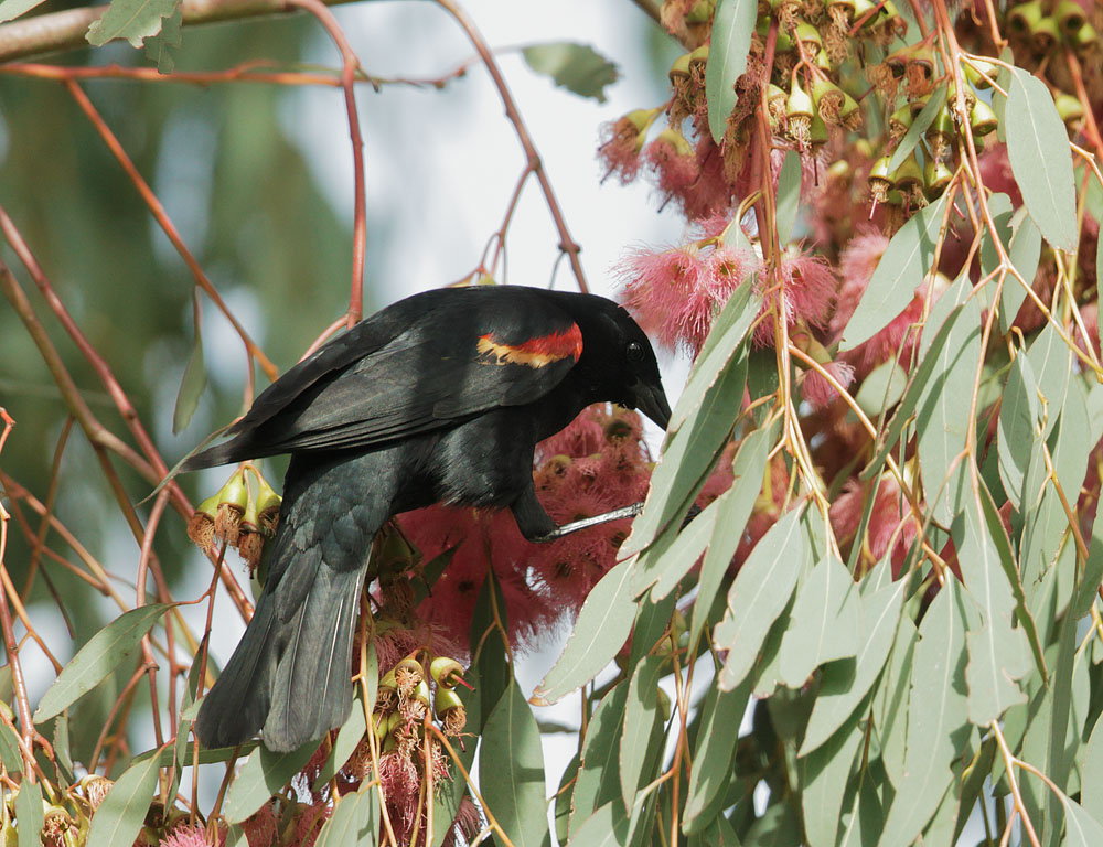 Red-winged Blackbird