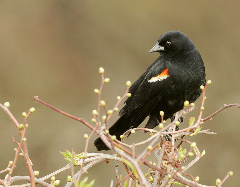 Red-winged Blackbird