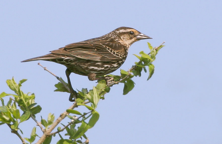 Red-winged Blackbird