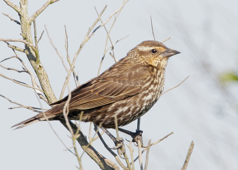 Red-winged Blackbird