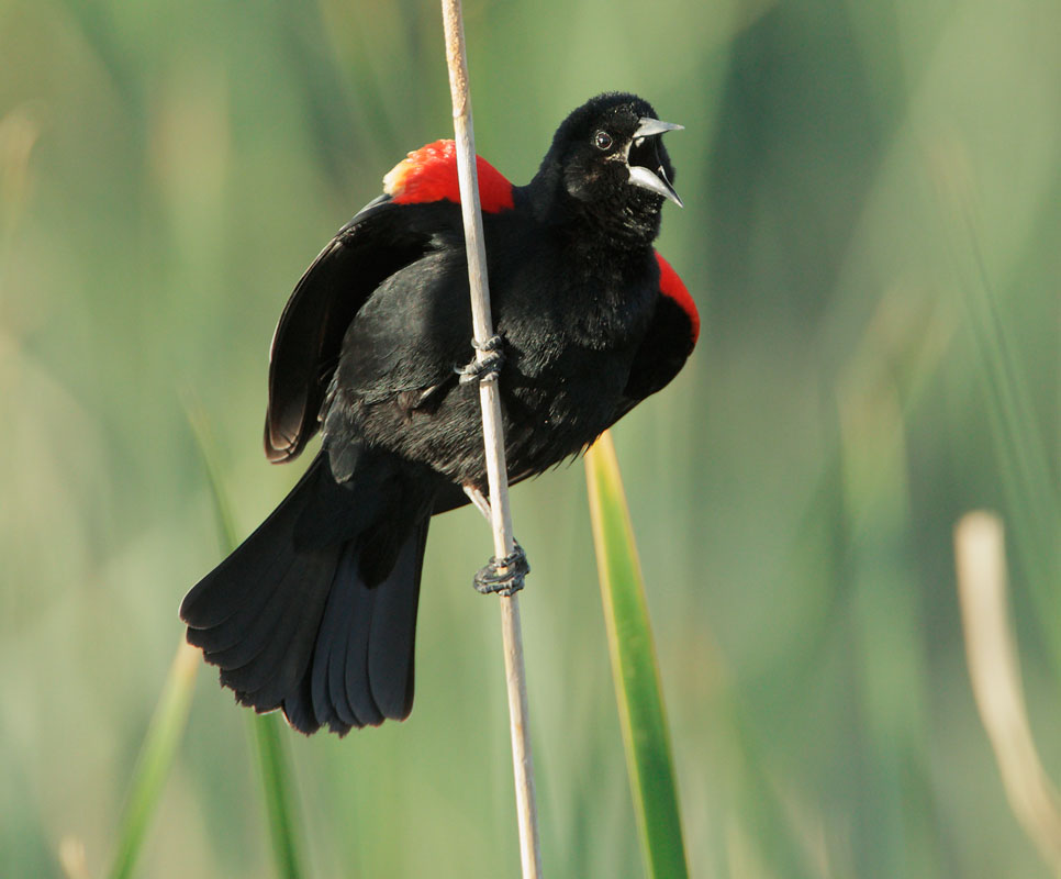 Red-winged Blackbird