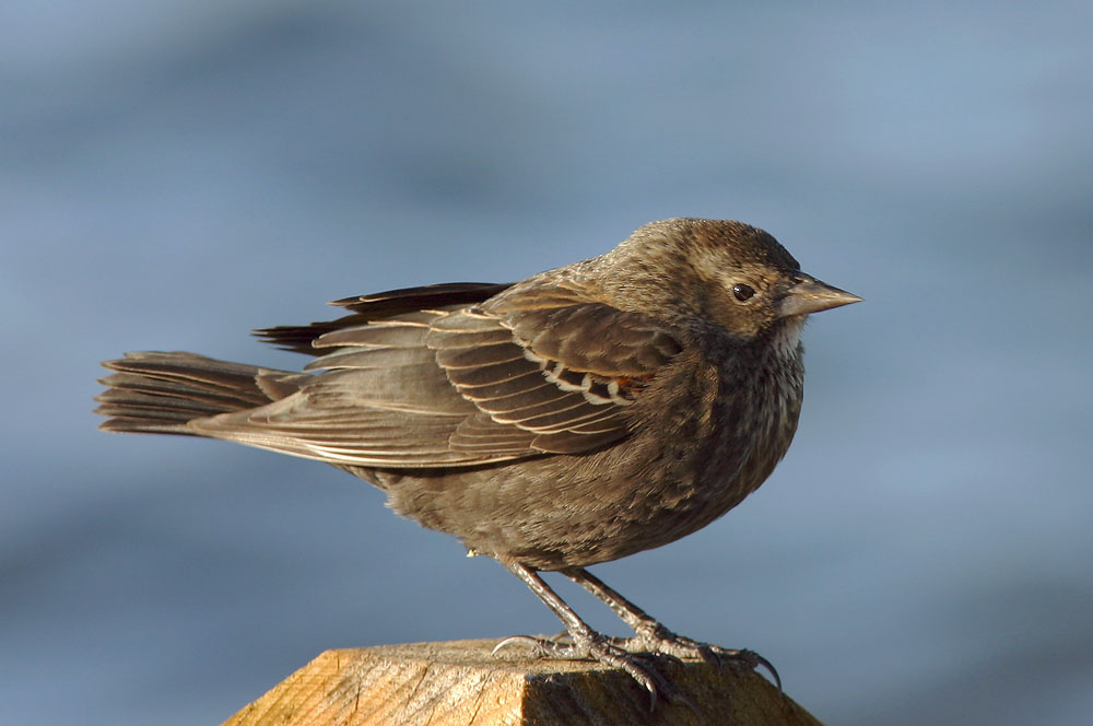 Red-winged Blackbird