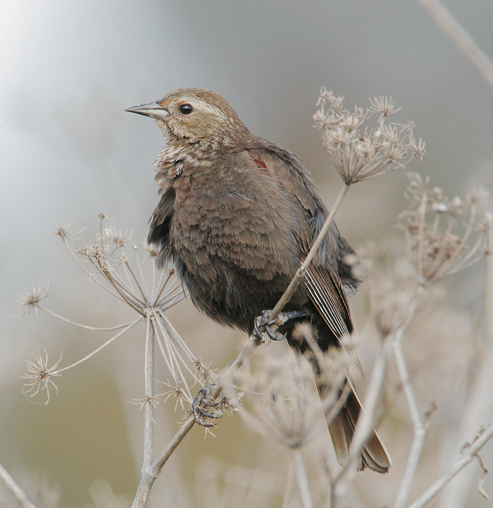 Red-winged Blackbird