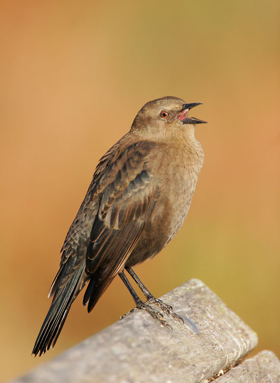 Red-winged Blackbird