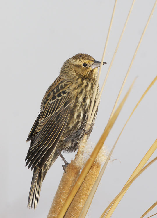 Red-winged Blackbird