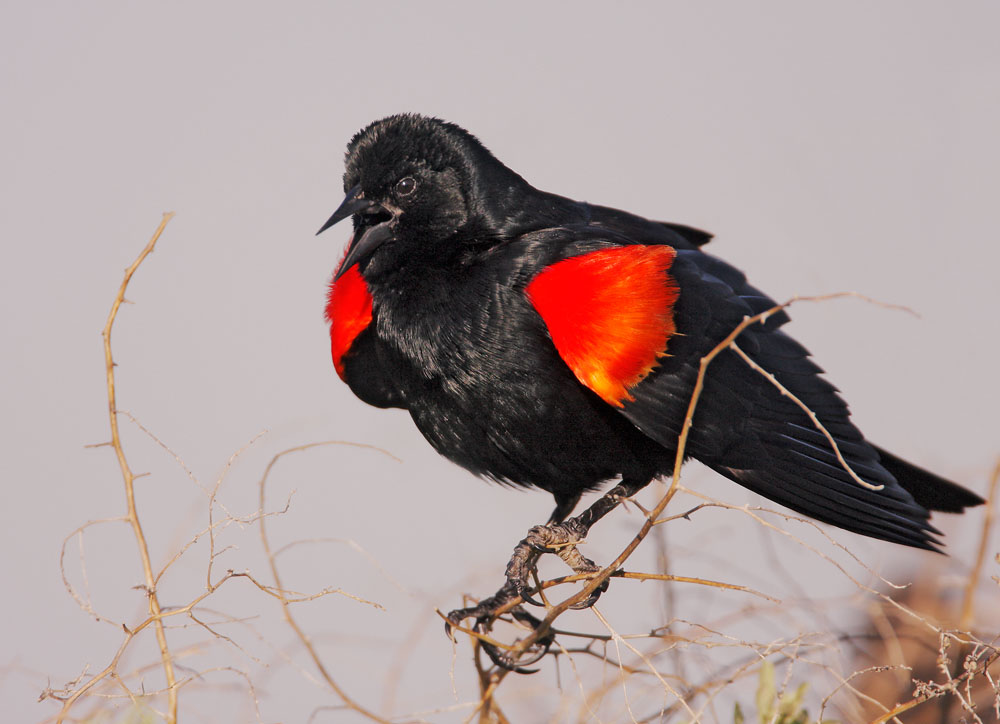 Red-winged Blackbird
