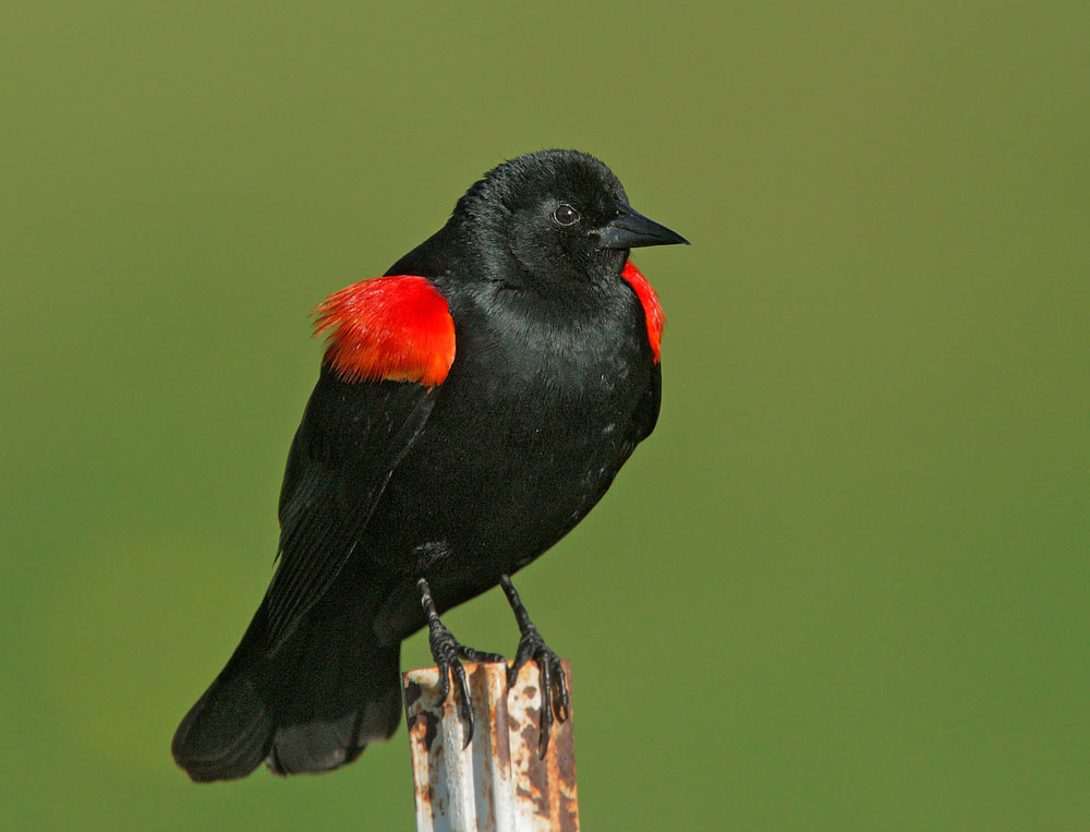 Red-winged Blackbird