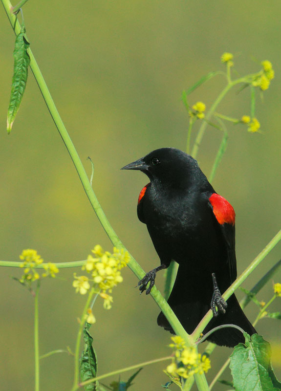 Red-winged Blackbird