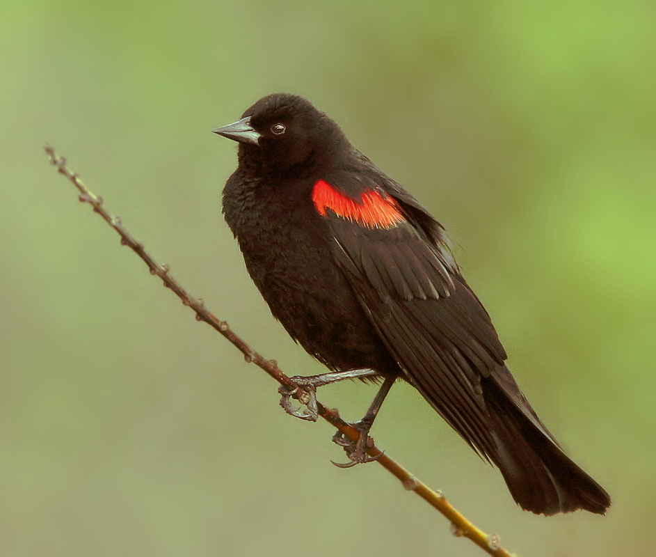 Red-winged Blackbird