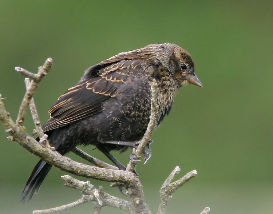 Red-winged Blackbird