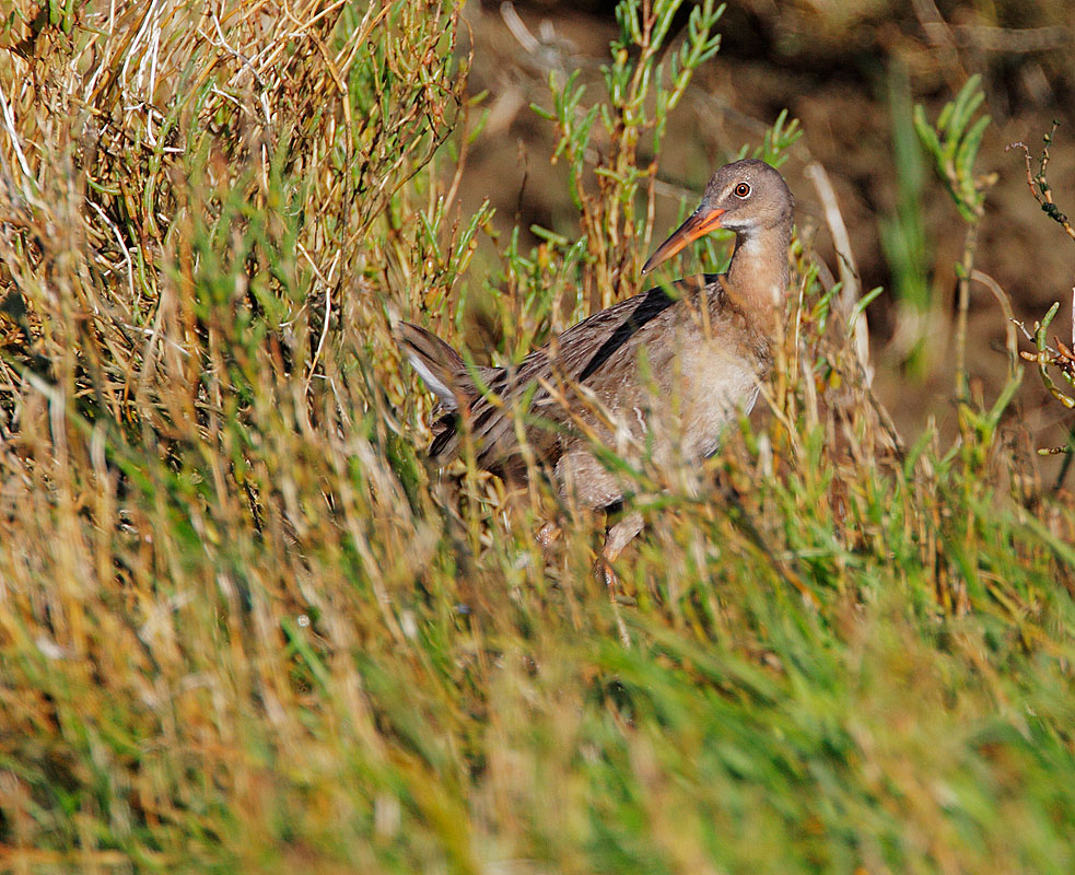 Ridgway's Rail