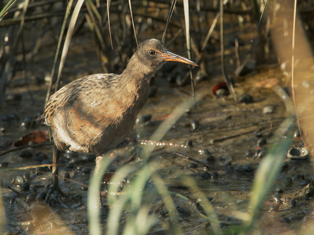 Ridgway's Rail
