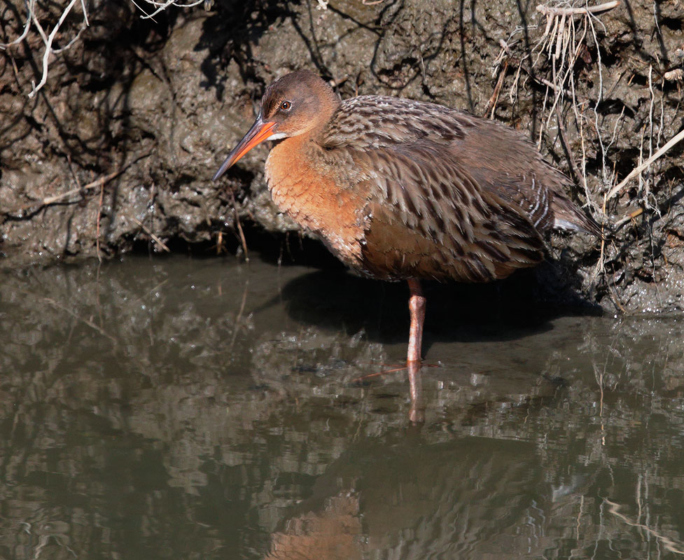 Ridgway's Rail