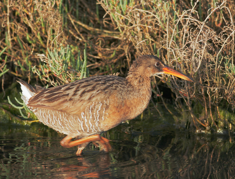 Ridgway's Rail