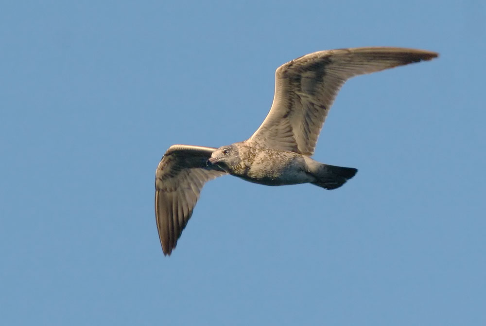 Ring-billed Gull