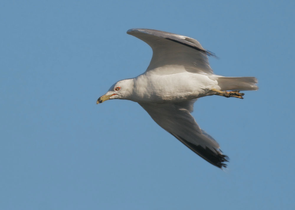 Ring-billed Gull