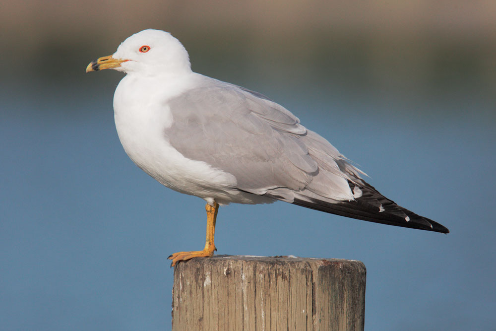 Ring-billed Gull