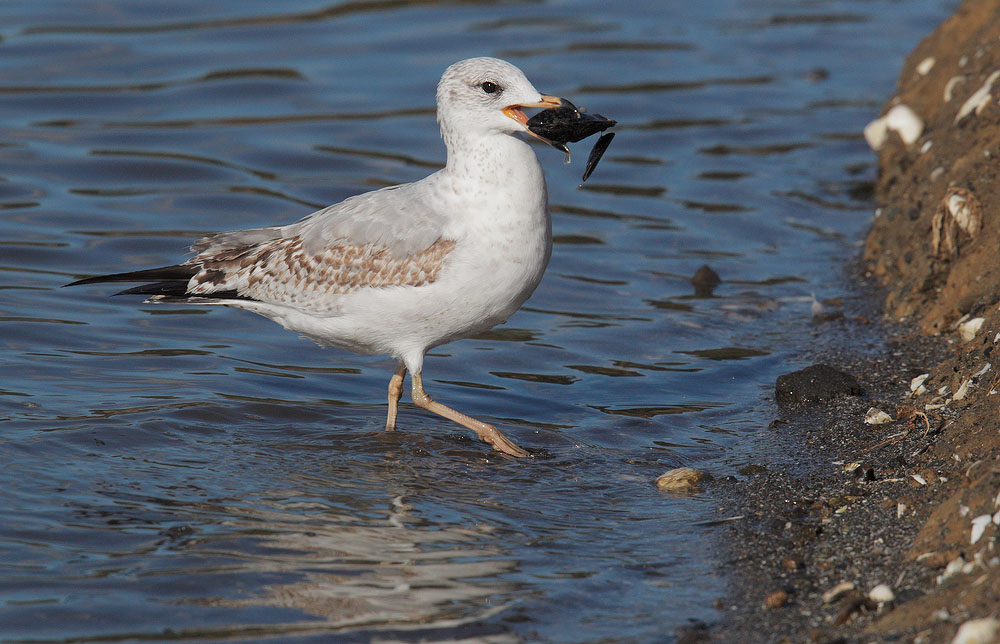 Ring-billed Gull