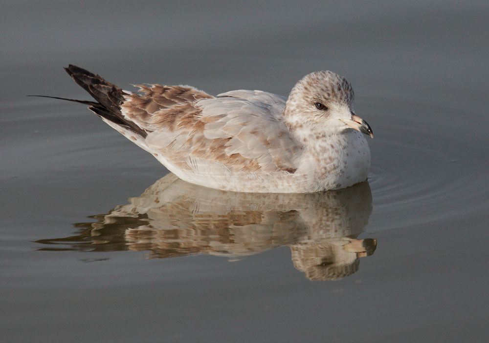 Ring-billed Gull