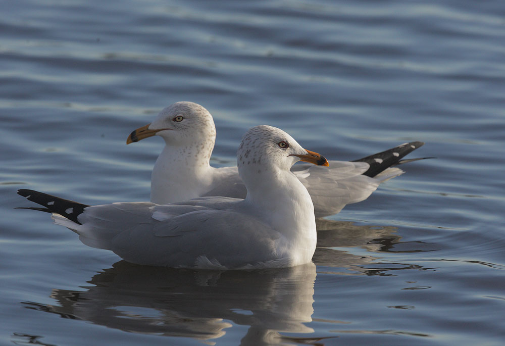 Ring-billed Gulls