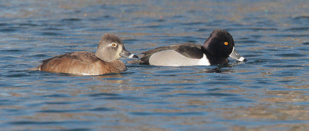 Ring-necked Ducks