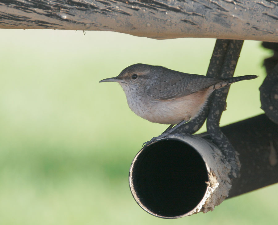 Rock Wren