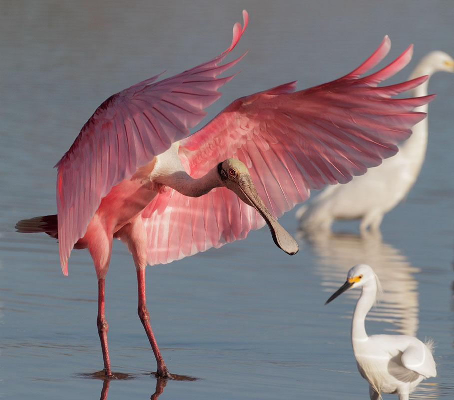 Roseate Spoonbill