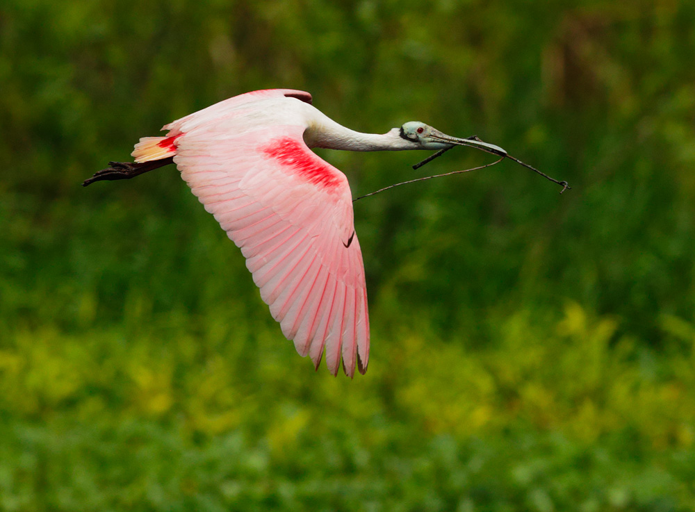 Roseate Spoonbill