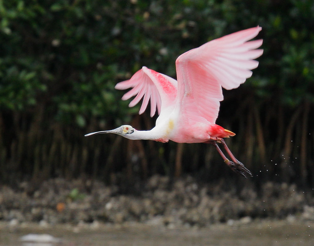 Roseate Spoonbill