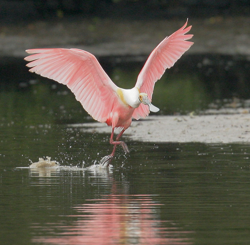 Roseate Spoonbill